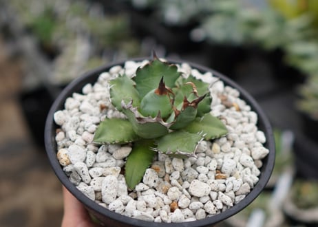Agave titanota dwarf 姫厳龍NO.7   (G)