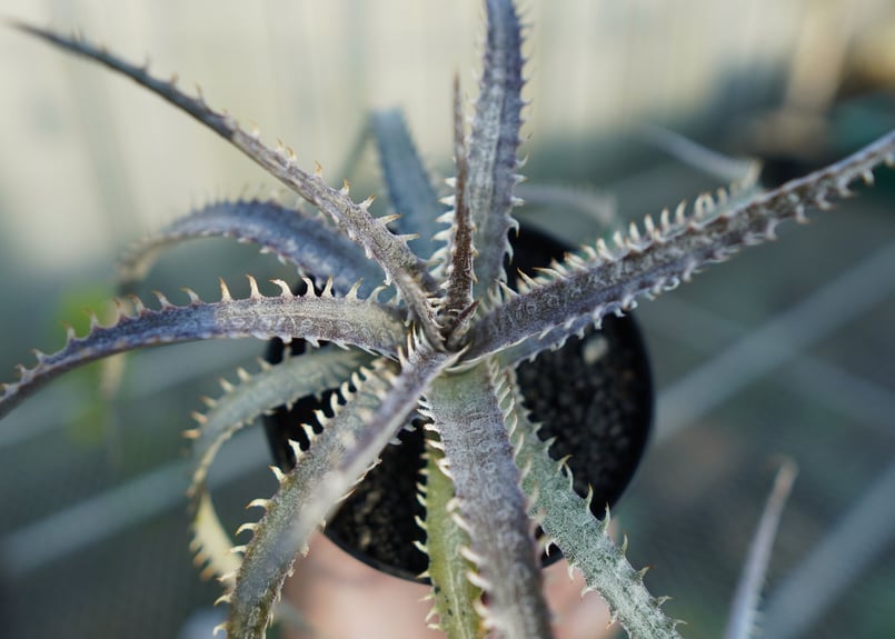 ディッキア ナガス Dyckia Nagas | mana's green:塊根植物販売|マナ...