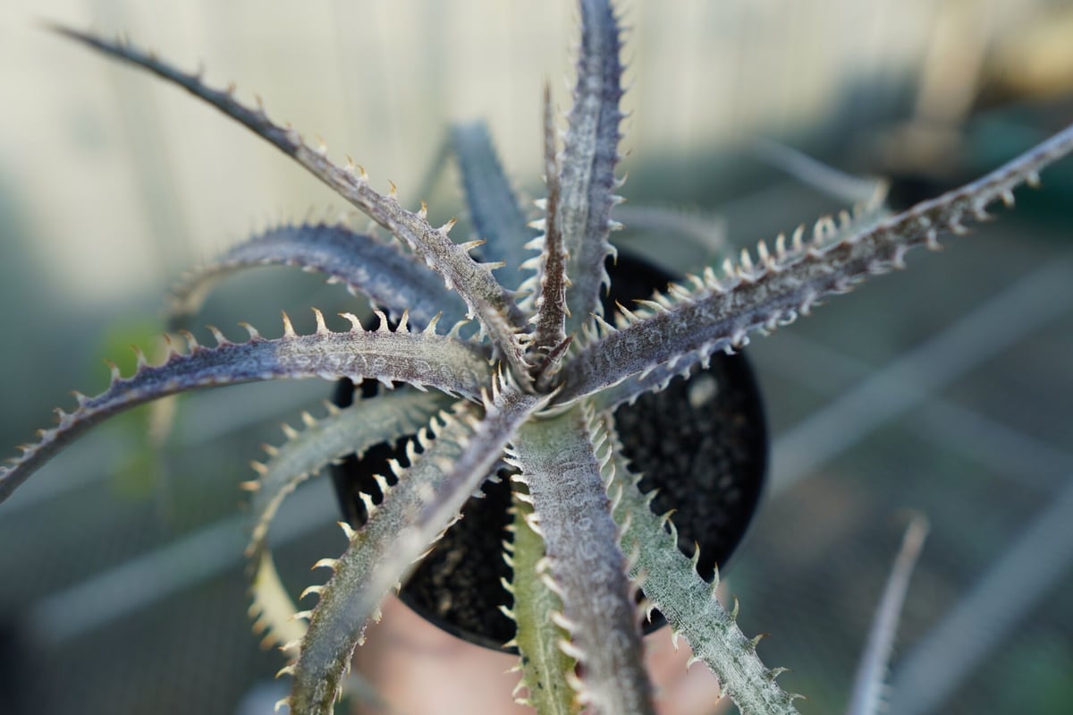 ディッキア ナガス Dyckia Nagas | mana's farm:塊根植物・アガベ・ド