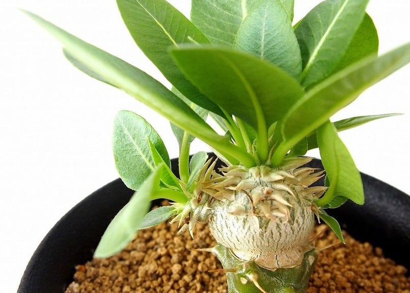 Pachypodium brevicaule albiflorum パキポディウム 恵比寿笑