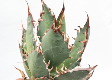 Agave titanota FO-76