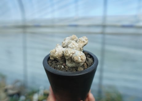 パキポディウム　ブレビカウレ　Pachypodium brevicaule