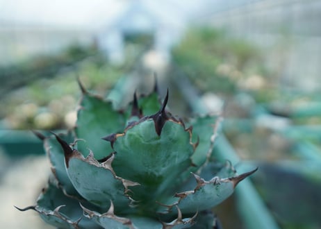 アガベ　チタノタ　 ブラックアンドブルー 　Agave titanota black and blue　No.8