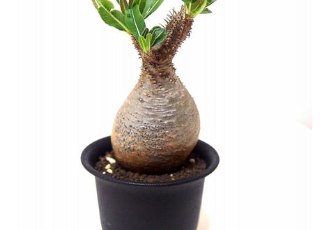 Pachypodium Gracilius パキポディウム  グラキリス  №１ little