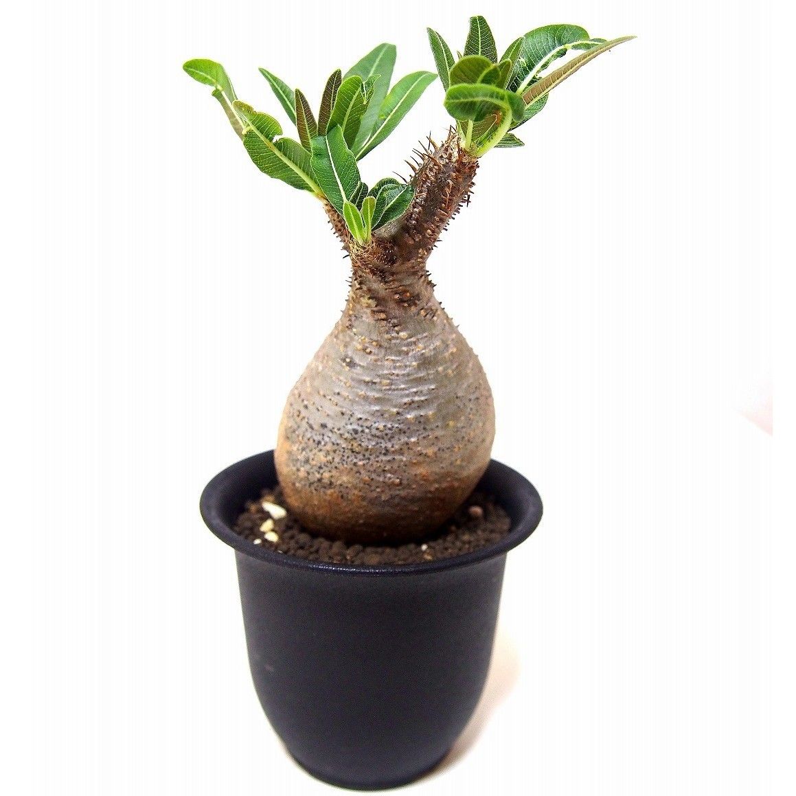 パキポディウム グラキリス Pachypodium gracilius ④ 現品限り】パキポディウム・グラキリス 実生【Z34】 Pachypodium