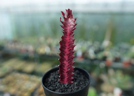 ユーフォルビア　トリゴナ　Euphorbia trigona
