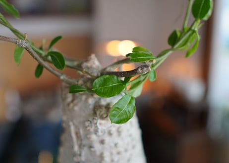 火星人　Fockea edulis