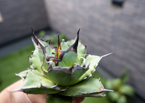 Agave ハデス 黒獄 Ｂ NO.2    (G)