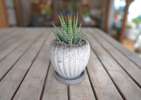 十二の巻　Haworthia fasciata