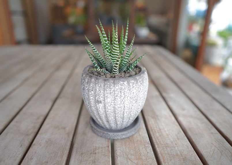 十二の巻 Haworthia fasciata | mana's farm:塊根植物・アガベ・