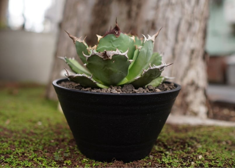 AGAVE TITANOTA FO-76 実生株 AGAVE TITANOTA FO-76 実生株