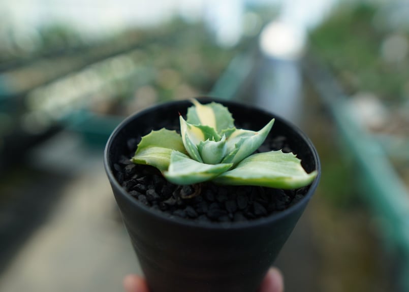 アガベ 王妃雷神錦 Agave “Ohi Raijin Nishiki ” No.1 | ma