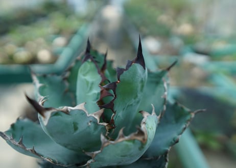 アガベ　チタノタ　 ブラックアンドブルー 　Agave titanota black and blue　No.7