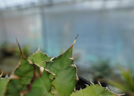 アガベ　チタノタ　FO-76　agave titanota  FO-76
