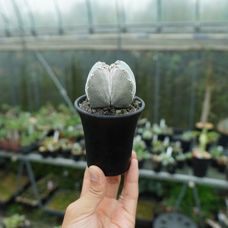 恩塚ランポー大株（変）子株付 恩塚ランポー大株（変）子株付