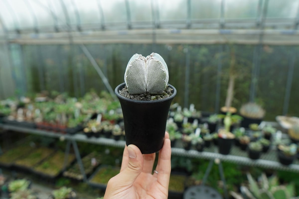 恩塚ランポー大株（変）子株付 恩塚ランポー大株（変）子株付