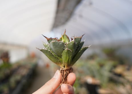 agave titanota FO-76  No.14