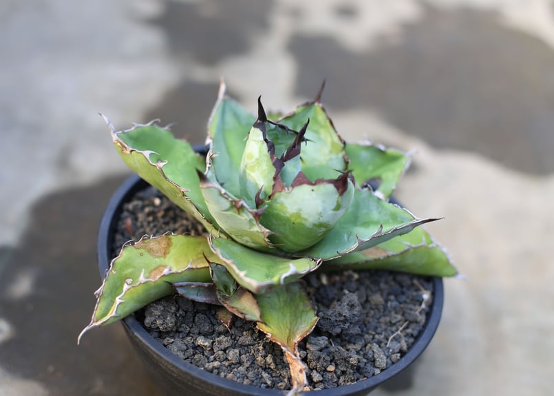 ブラックアンドブルー 子株つき | mana's farm:塊根植物・アガベ