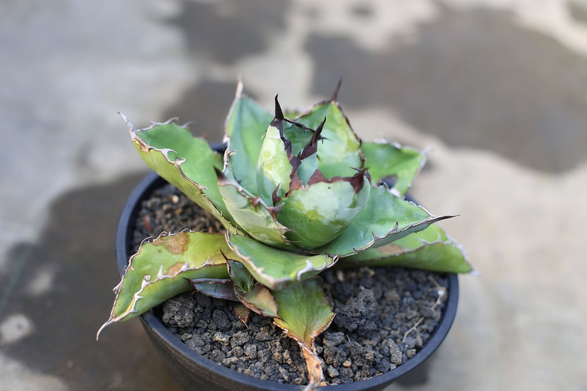 ブラックアンドブルー 子株つき | mana's farm:塊根植物・アガベ