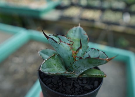 アガベ　チタノタ　 ブラックアンドブルー 　Agave titanota black and blue　No.10