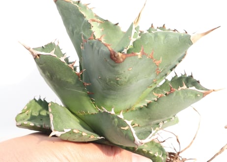 Agave titanota FO-76 compacta dwarf  no.4