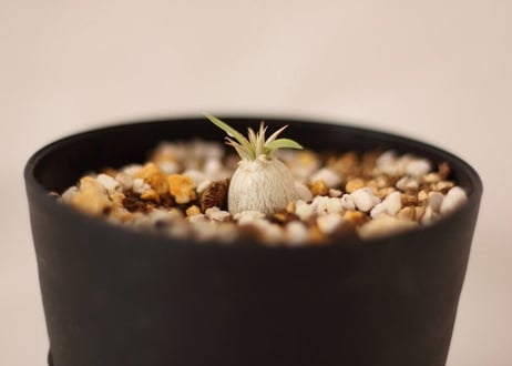 Pachypodium eburneum　パキポディウム　エブレネウム  実生no. ２