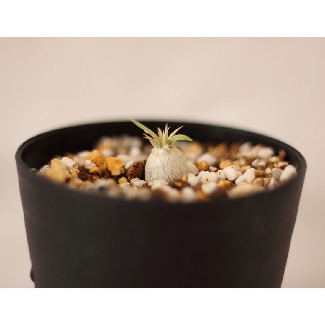 パキポディウム エブレネウム Pachypodium eburneum ② Pachypodium eburneum パキポディウム エブレネウム 実生no. 2