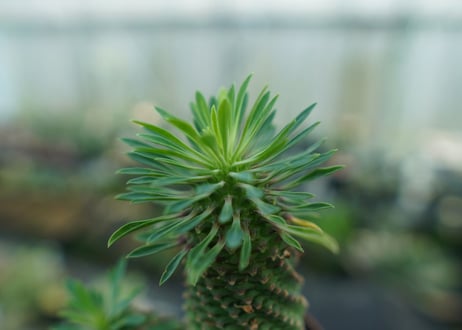 ユーフォルビア　ソテツキリン "パイナップルコーン"　Euphorbia sotetsukirin  No.4