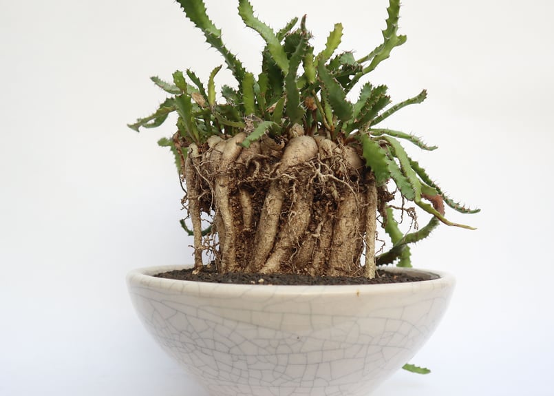 ユーフォルビア ステラータ 飛竜 | mana's farm:塊根植物・アガベ