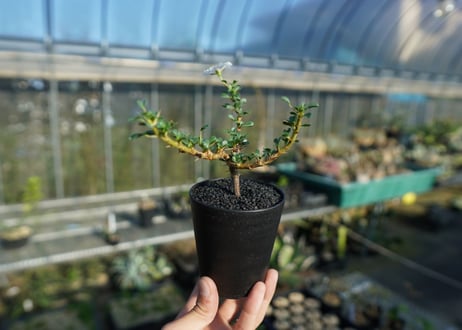 サルコカウロン バンデリエティアエ　Sarcocaulon vanderietiae
