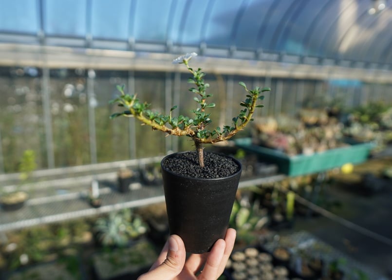 サルコカウロン バンデリエティアエ Sarcocaulon vanderietiae サルコカウロン バンデリエティアエ Sarcocaulon vanderietiae