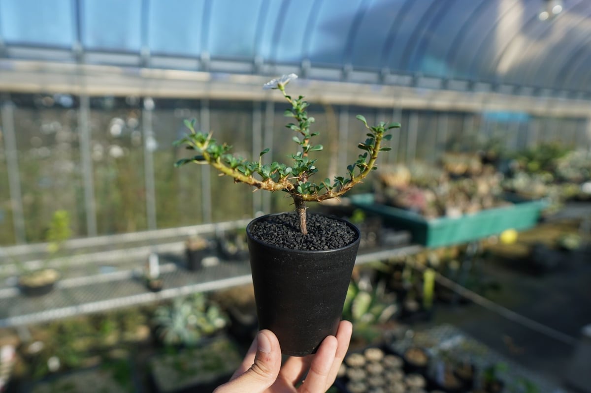 サルコカウロン バンデリエティアエ Sarcocaulon vanderietiae | ma