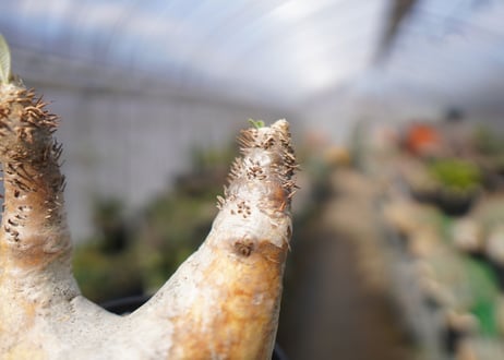 パキポディウム　エブレネウム　Pachypodium eburneum　No.3