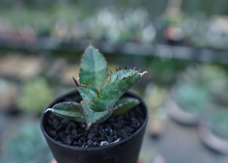 アガベ　チタノタ　 ブラックアンドブルー 　Agave titanota black and blue　No.3