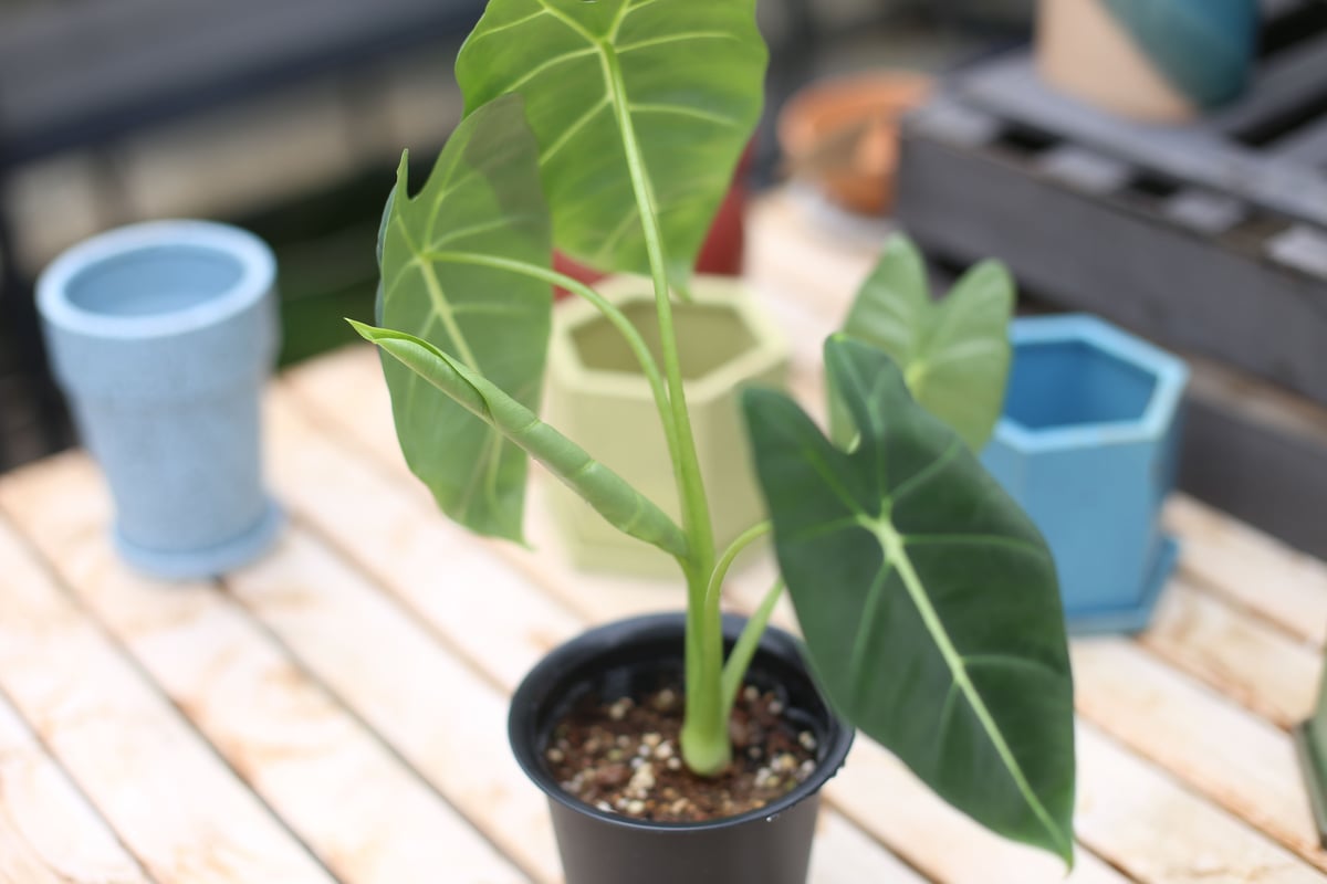 アロカシア グリーンベルベット | mana's green:塊根植物販売 アロカシア グリーンベルベット | mana's green:塊根植物販売