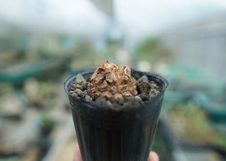 亀甲竜　Dioscorea elephantipes　No.2