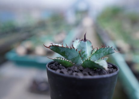 アガベ　チタノタ　 ブラックアンドブルー 　Agave titanota black and blue　No.5
