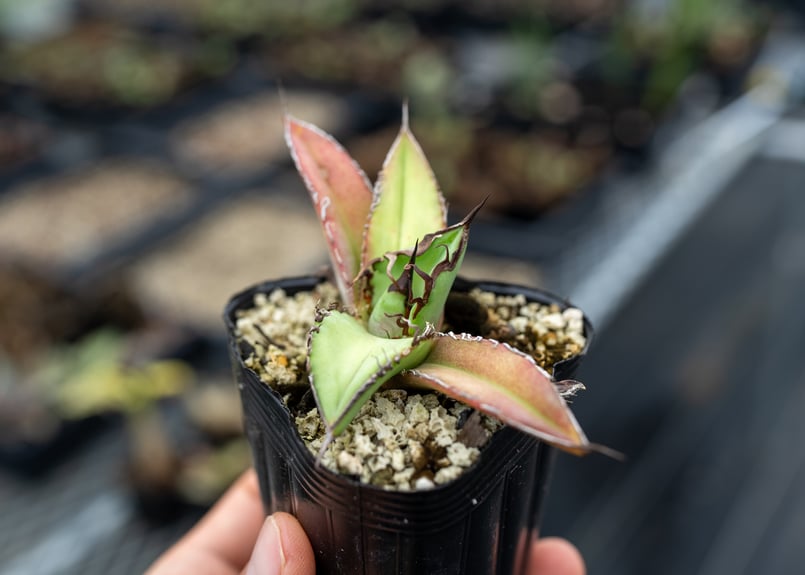 アガベ オテロイ 沖縄実生 | mana's farm:塊根植物・アガベ・ドライ