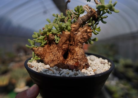 ケラリア ピグマエア Ceraria pygmaea  No.2
