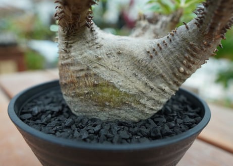 パキポディウム マカイエンセ　Pachypodium makayense　No.5