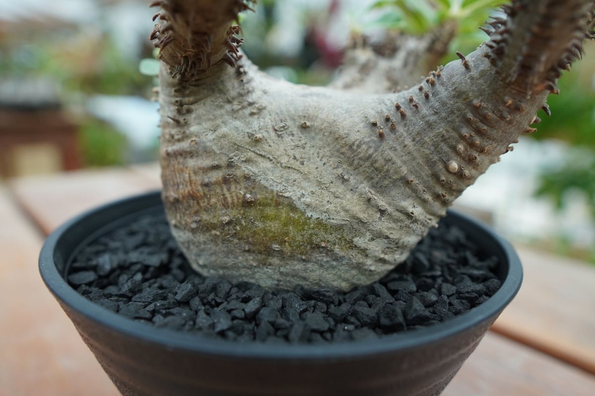パキポディウム マカイエンセ Pachypodium makayense No.5 | man