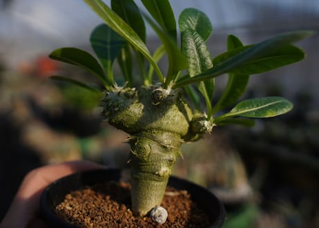 パキポディウムラメレイ台　恵比寿笑い接木　Pachypodium brevicaule