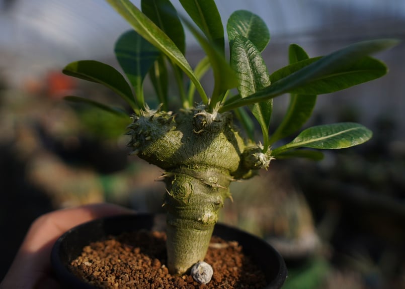 パキポディウムラメレイ台 恵比寿笑い接木 Pachypodium