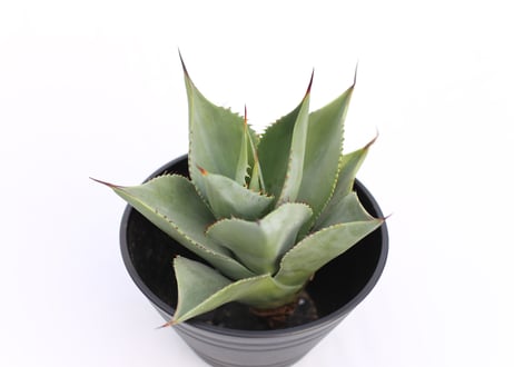 Agave sebastiana Silver Lining