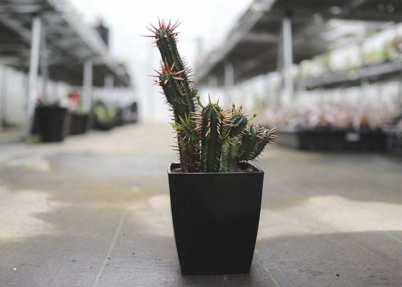 ユーフォルビア エノプラ黄刺 | mana's farm:塊根植物・アガベ