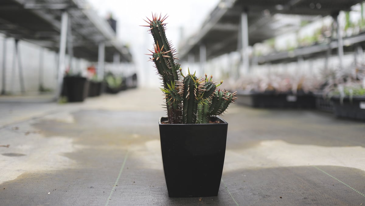 ユーフォルビア エノプラ黄刺 | mana's farm:塊根植物・アガベ