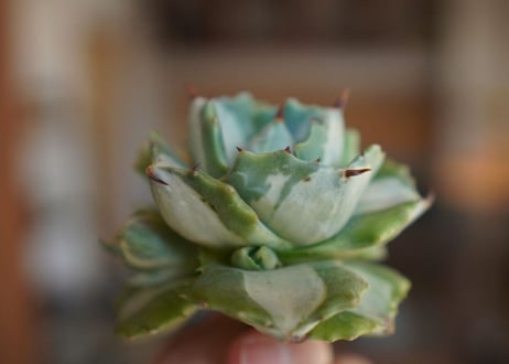 アガベ　王妃雷神錦　白中斑　Agave　“Ohi Raijin Nishiki Shironakahu”