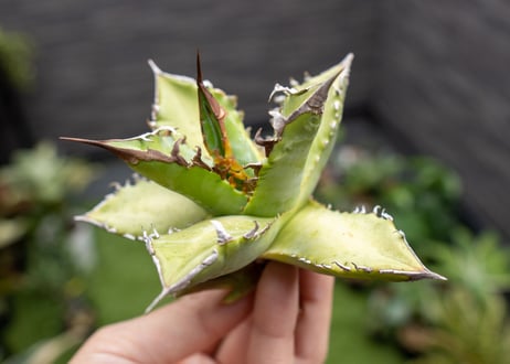 Agave Sowing seeds NO.2
