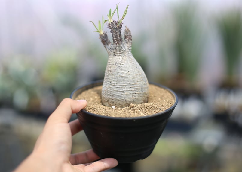 パキポディウム グラキリス | mana's farm:塊根植物・アガベ・ドライ