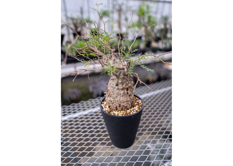 オペルクリカリア パキプス No.4 | mana's farm:塊根植物・アガベ